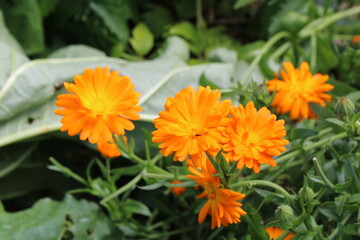 Garden Marigold, Souci officinal, Ringelblume, Fiorrancio coltivato, Bonina, Maravilla de jardín, Calendula officinalis, Asteraceae
