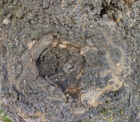 Vista de cerca de un nudo en la corteza de un árbol. Textura de madera áspera	