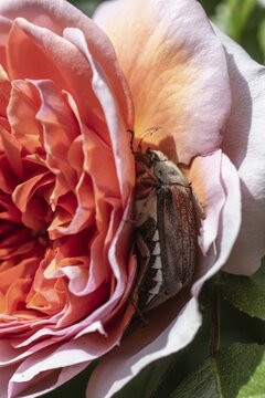 Cockchafer (Melolontha melolontha) in rose blossom, Emsland, Lower Saxony, Germany
