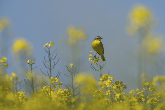 A grey wagtail (Motacilla f. flava) sitting on a flowering branch in the middle of a rape field, Hesse, Germany