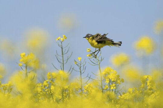 A grey wagtail (Motacilla f. flava) sitting on a flowering branch in the middle of a rape field, plumage ruffled by the wind, Hesse, Germany