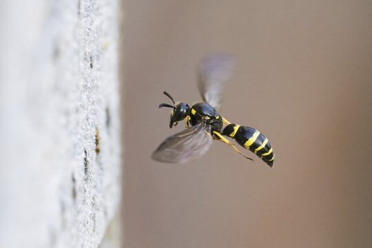 A large stem wasp (Symmorphus murarius) hovers in close-up, its wings flapping dynamically, Hesse, Germany