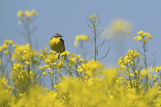 A grey wagtail (Motacilla f. flava) sitting on a flowering branch in the middle of a rape field, Hesse, Germany