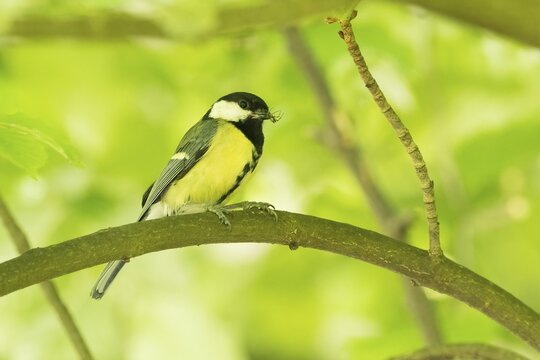 A great tit (Parus major) with prey in its beak sitting on a branch in a green, natural environment, Hesse, Germany