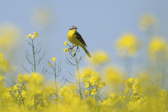 A grey wagtail (Motacilla f. flava) sitting on a flowering branch in the middle of a rape field, Hesse, Germany