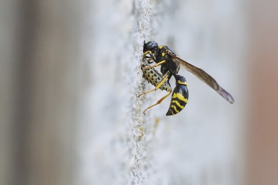A large stem wasp (Symmorphus murarius) transports a leaf beetle larva (Chrysomelidae) into its nesting tube, Hesse, Germany
