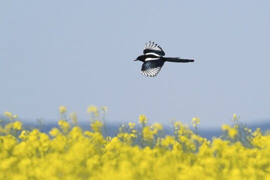 A magpie (Pica pica) flies over a flowering yellow field, rape field, under a blue sky, Hesse, Germany