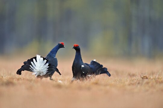 Black grouse (Lyrurus tetrix), two cocks in a show fight, Hedmark county, Norway