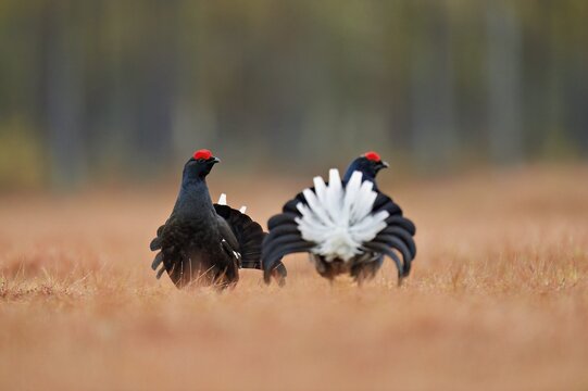 Black grouse (Lyrurus tetrix), cock in courtship display, Hedmark county, Norway