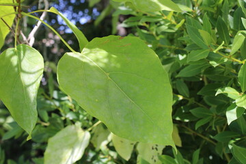 Southern catalpa, Catalpa commun, Trompetenbaum, Albero dei sigari, Árvore das trombetas, Catalpa bignonioides, Bignoniaceae