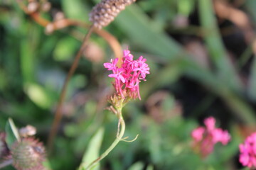 Red valerian, Jupiter's beard, Centranthe rouge, Lilas d'Espagne, Valériane rouge - Centranthus ruber, Valeriana rubra - Caprifoliaceae