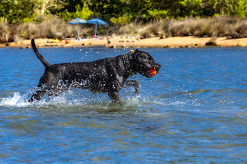 Black Cane Corso guard dog running in water, dog training, © dominikspalek.pl