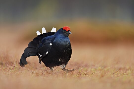Black grouse (Lyrurus tetrix), cock in courtship display, Hedmark county, Norway