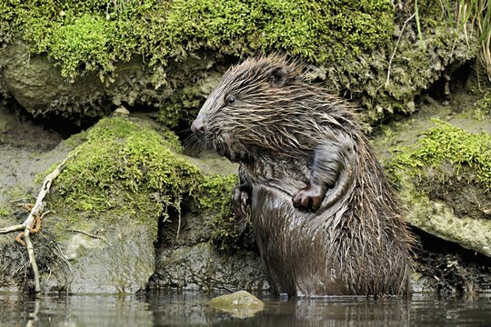 Eurasian beaver, European beaver (Castor fibre), scratching its belly, Switzerland