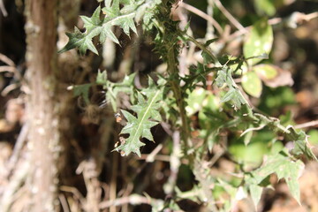 Spear thistle, Cirse commun, Cirse à feuilles lancéolées - Cirsium vulgare - Asteraceae, Astéracées