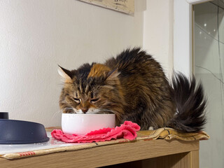 Fluffy cat drinking water from bowl. Domestic pet hydration, furry friend and everyday care.