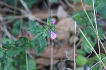Wild Basil, Clinopodium vulgare, Clinopode commun, Sariette commune, le Grand Basilic - Clinopodium vulgare - Lamiacées, Lamiaceae