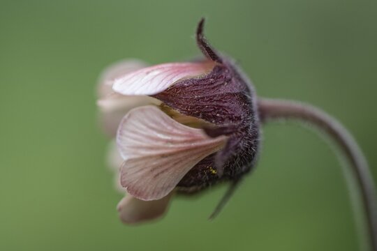 Brooklime (Geum rivale), Emsland, Lower Saxony, Germany
