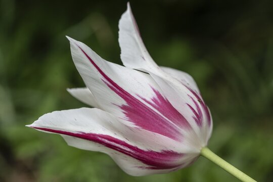 Tulip (Tulipa Marilyn), Emsland, Lower Saxony, Germany