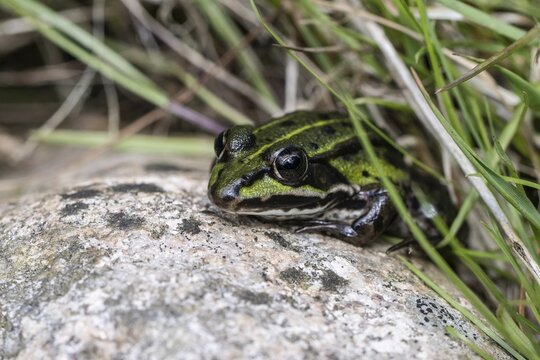 Edible Frog (Rana esculenta), Emsland, Lower Saxony, Germany
