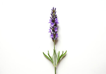 Obraz premium Single lavender flower stands upright on a clean white surface, showcasing its delicate purple blooms and green leaves in a minimalist and elegant composition.