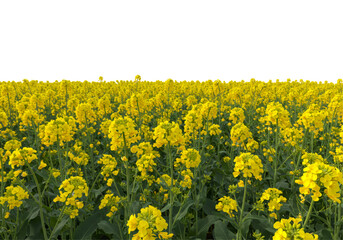 鮮やかな黄色の菜の花畑と透明背景 自然の美しさ 風景 春の風景 太陽の下で咲く花々