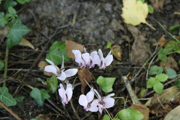 Ivy leaved cyclamen, Sowbread, Cyclamen de Naples - Cyclamen hederifolium - Primulaceae