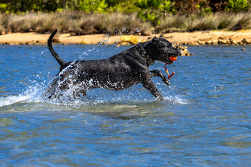 Black Cane Corso guard dog running in water, dog training, © dominikspalek.pl