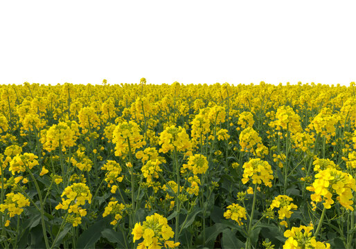 鮮やかな黄色の菜の花畑と透明背景 自然の美しさ 風景 春の風景 太陽の下で咲く花々