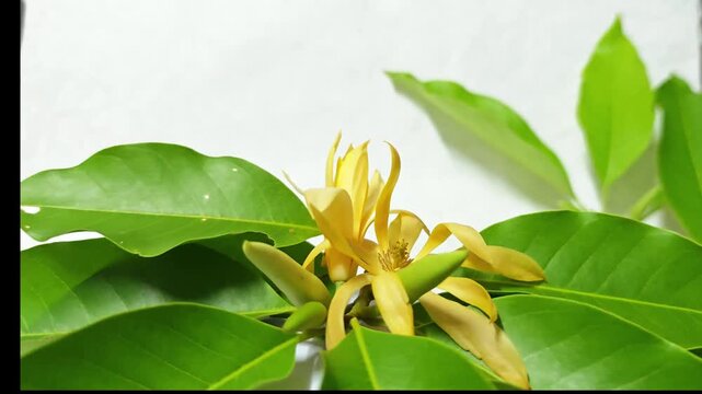 Champaka Fragrant aroma on white background.