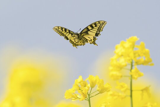 A swallowtail (Papilio machaon) hovers over yellow flowers, rape blossoms, in front of a blue sky, Hesse, Germany
