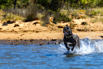 Black Cane Corso guard dog running in water, dog training, © dominikspalek.pl