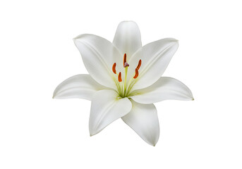 Fototapeta premium White lily blossoms gracefully, showcasing its delicate petals and vibrant stamen on a clean white backdrop, radiating purity and elegance.