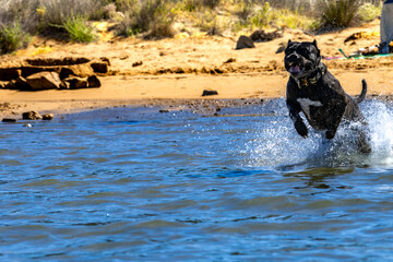 Black Cane Corso guard dog running in water, dog training, © dominikspalek.pl