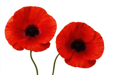 Obraz premium Vivid red poppies flowering delicately, revealing soft petals and elegant stems against pure white minimalist backdrop