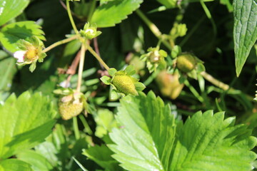 Garden strawberry, Fraisier cultivé, Fraisier ananas - Fragaria × ananassa - Rosaceae