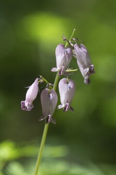 Dwarf heartleaf (Dicentra eximia), Emsland, Lower Saxony, Germany