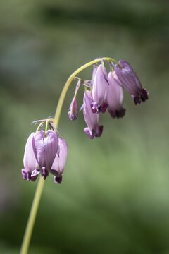 Dwarf heartleaf (Dicentra eximia), Emsland, Lower Saxony, Germany
