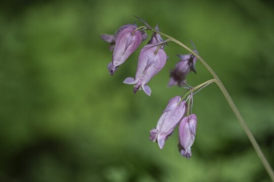 Dwarf heartleaf (Dicentra eximia), Emsland, Lower Saxony, Germany