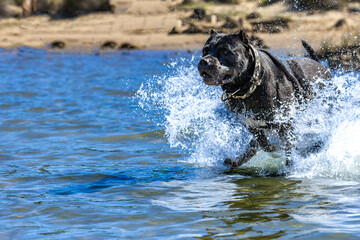Black Cane Corso guard dog running in water, dog training, © dominikspalek.pl