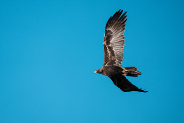 flying wedgetail eagle in a nest in a gum tree in australia