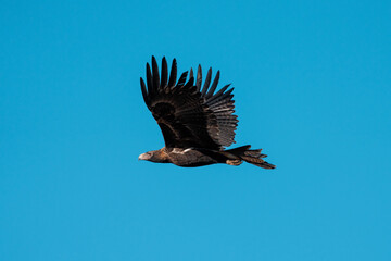 flying wedgetail eagle in a nest in a gum tree in australia