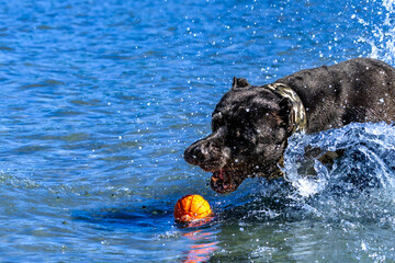 Black Cane Corso guard dog running in water, dog training, © dominikspalek.pl