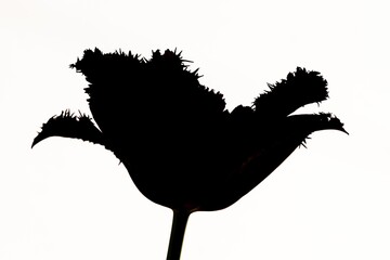 Silhouette of a tulip (Tulipa) with serrated leaves