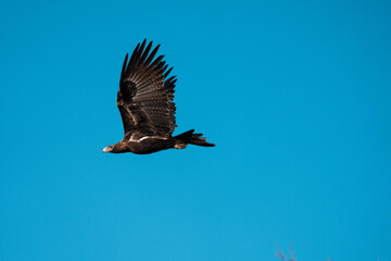 flying wedgetail eagle in a nest in a gum tree in australia
