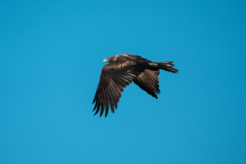 flying wedgetail eagle in a nest in a gum tree in australia