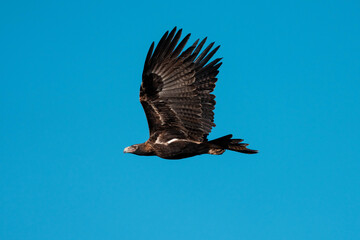 Obraz premium flying wedgetail eagle in a nest in a gum tree in australia