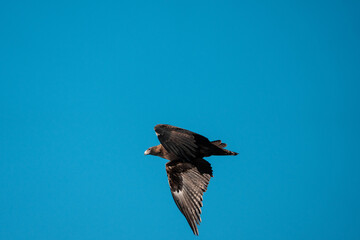 flying wedgetail eagle in a nest in a gum tree in australia