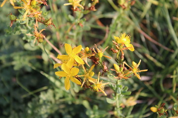 St John's wort, Millepertuis perforé, Echtes Johanniskraut, Iperico perforato - Hypericum perforatum - Hypericaceae