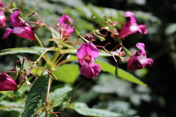 Himalayan balsam, Balsamine de l'Himalaya, Balsamine glanduleuse, Impatiente de l'Himalaya, Impatiente glanduleuse - Impatiens glandulifera - Balsaminaceae